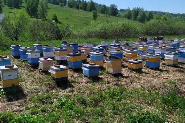 Органический мёд алтайский