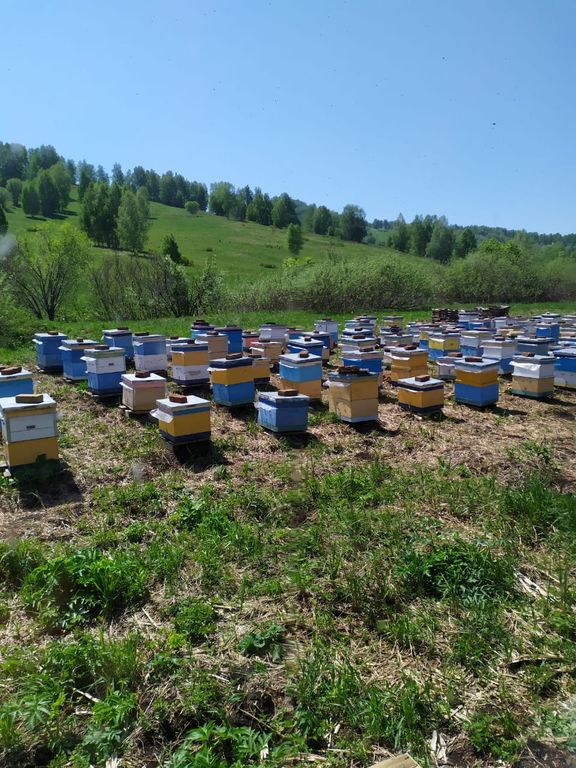 Органический мёд алтайский